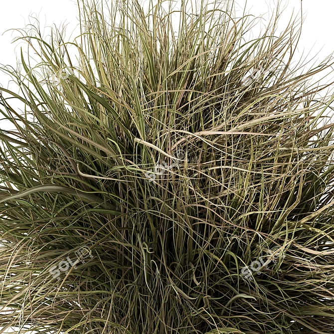 Feather Reed Grass Bundle Set 3D model image 2