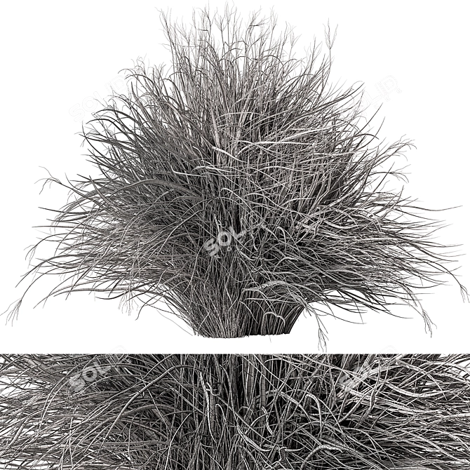 Feather Reed Grass Bundle Set 3D model image 3