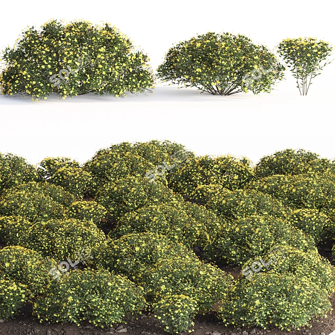 Mexican Bush Garden 3D Model 3D model image 1