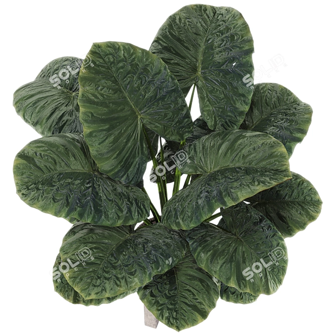 Boho Elephant Ear Plant 3D 3D model image 3