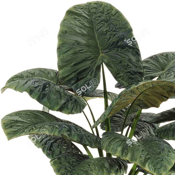 Boho Elephant Ear Plant 3D 3D model image 4