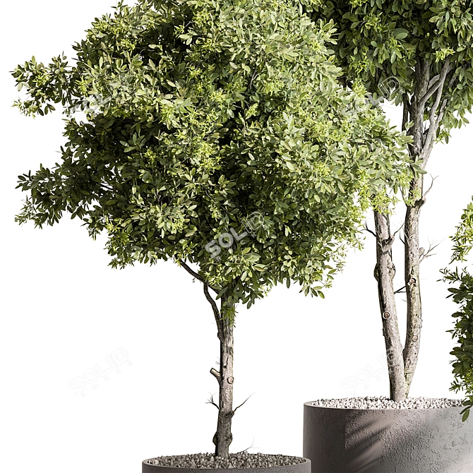 Potted Tree: Indoor Plant 549 3D model image 3