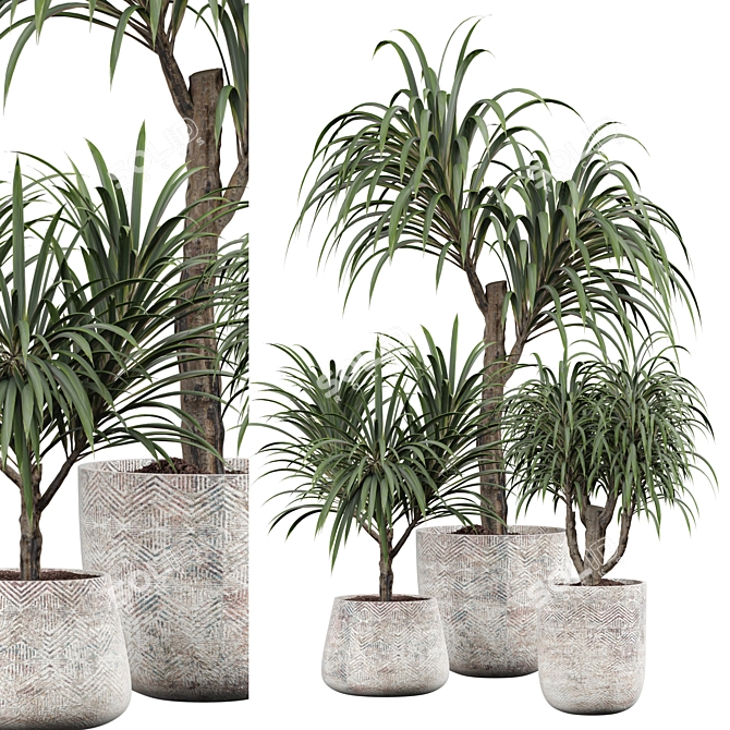 Tropical Palm Plant for Interior 3D model image 1