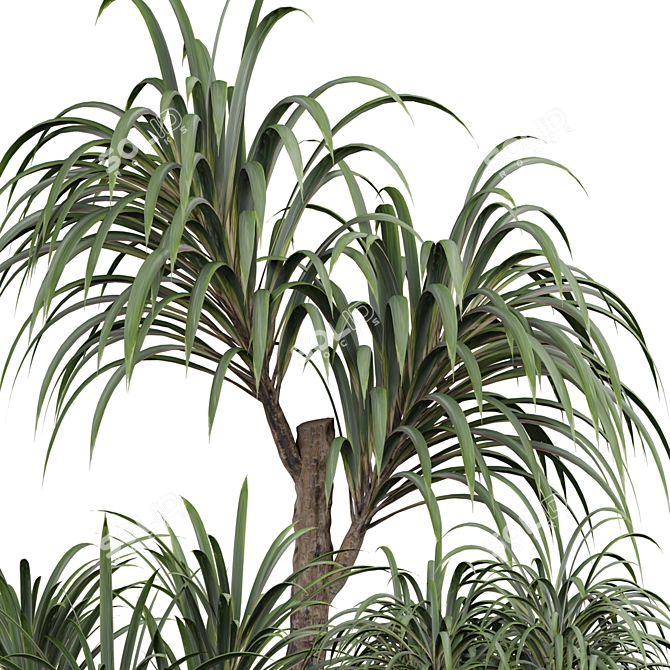 Tropical Palm Plant for Interior 3D model image 3