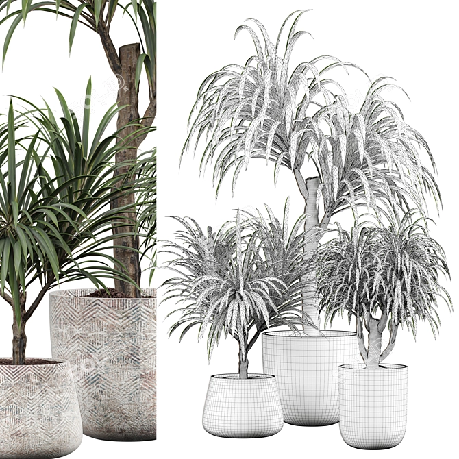 Tropical Palm Plant for Interior 3D model image 4