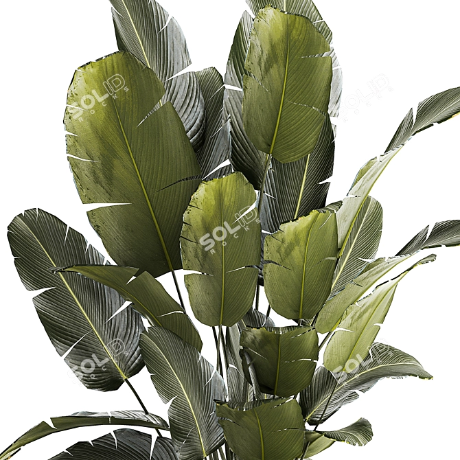 Exotic Corner Palms Collection 3D model image 2