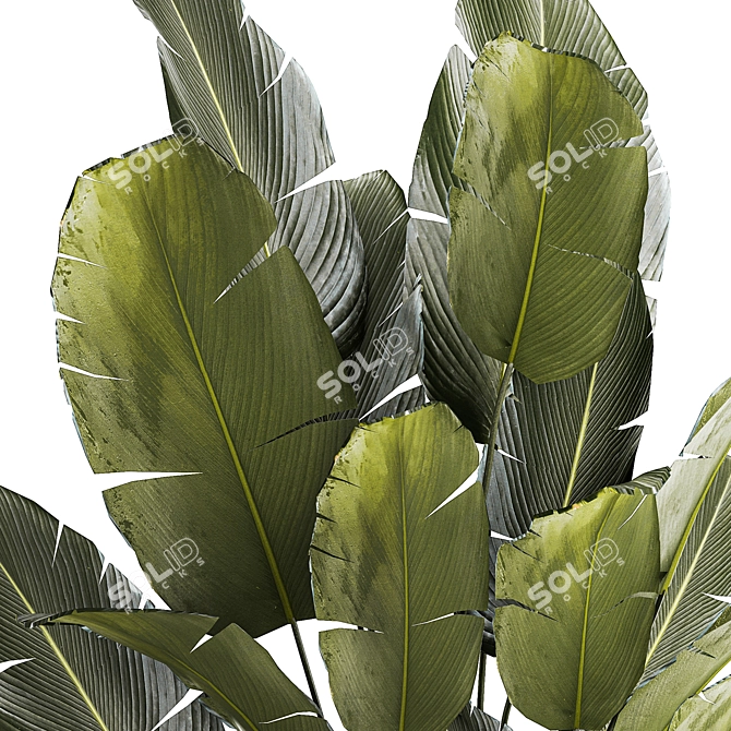 Exotic Corner Palms Collection 3D model image 4