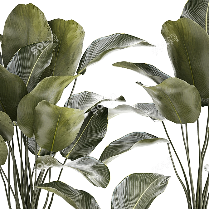 Exotic Tropical Plant Collection 3D model image 2