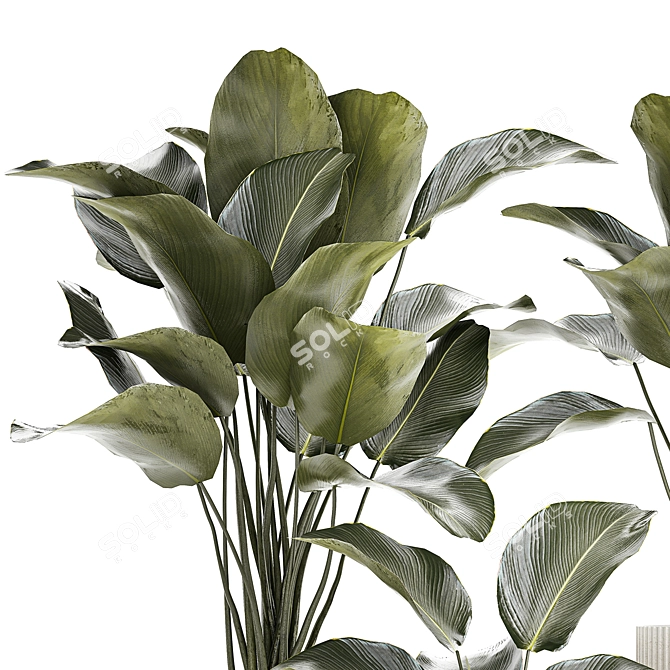 Exotic Tropical Plant Collection 3D model image 4