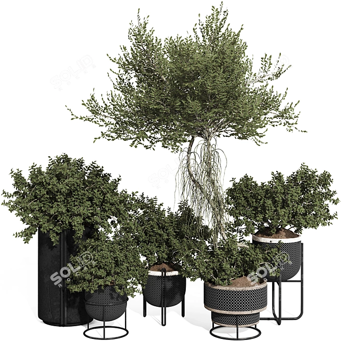 Title: Rusty Pot Olive Bonsai 3D model image 1