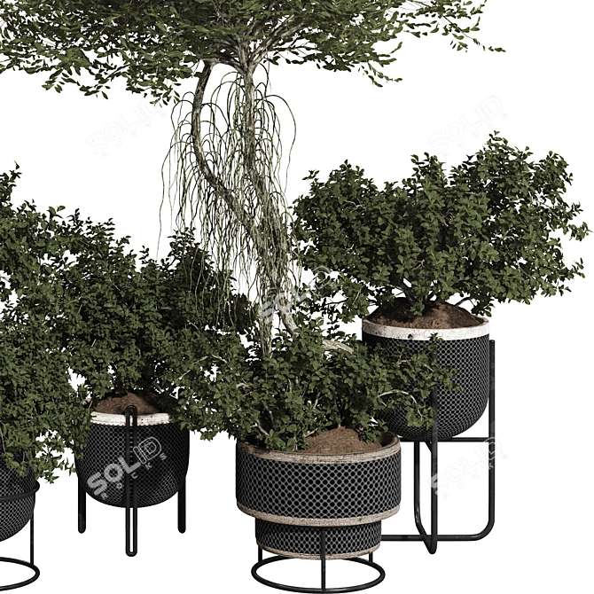 Title: Rusty Pot Olive Bonsai 3D model image 3