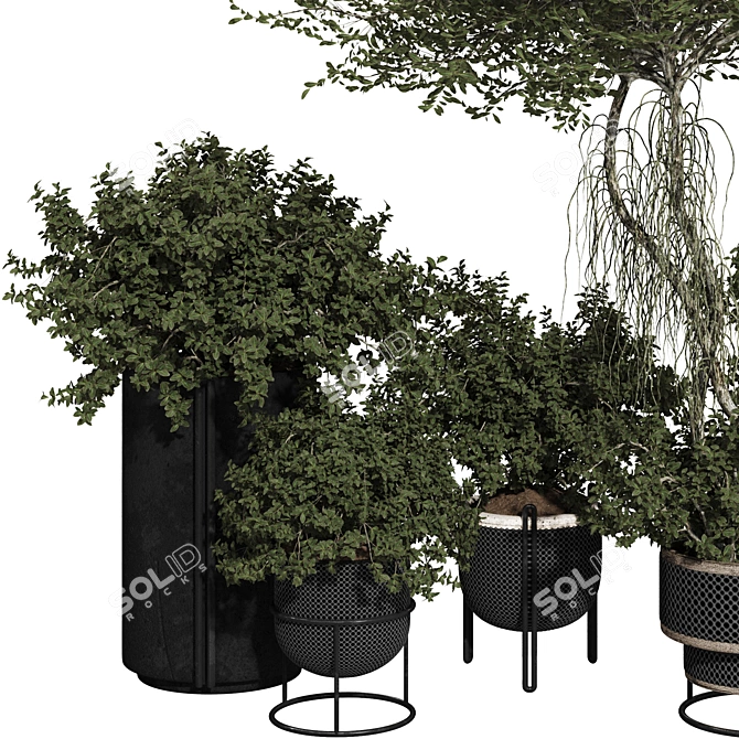 Title: Rusty Pot Olive Bonsai 3D model image 4