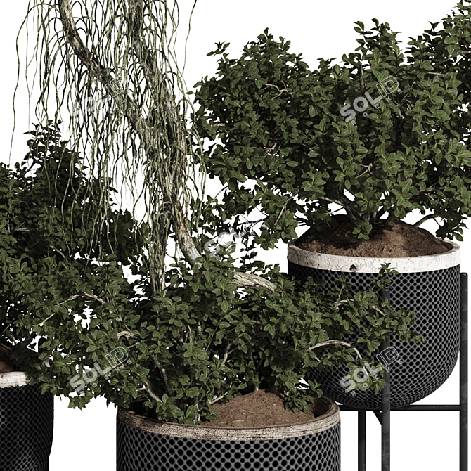 Title: Rusty Pot Olive Bonsai 3D model image 6