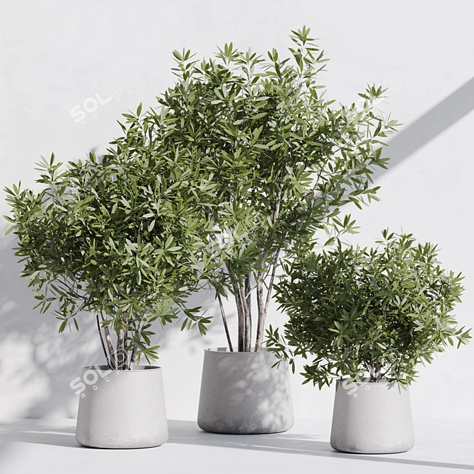 Modern Indoor Plant Set Kit 3D model image 1