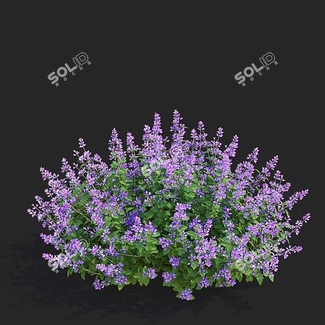 Nepeta Faassenii Flower Collection 3D model image 5