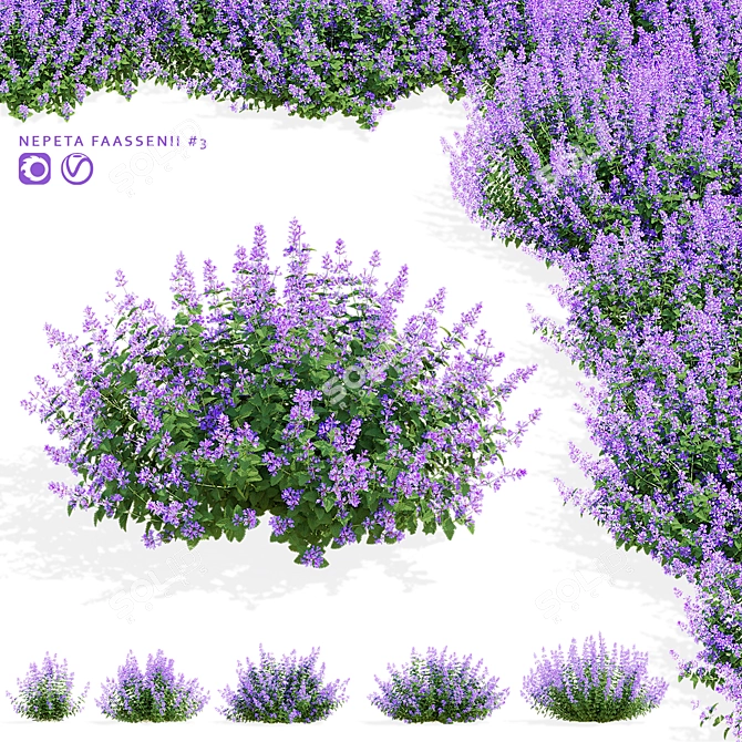 Nepeta Faassenii Flower Collection 3D model image 8