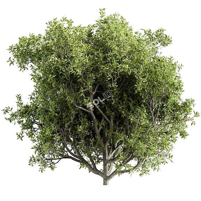 California Bay Bush Set 120 3D model image 3