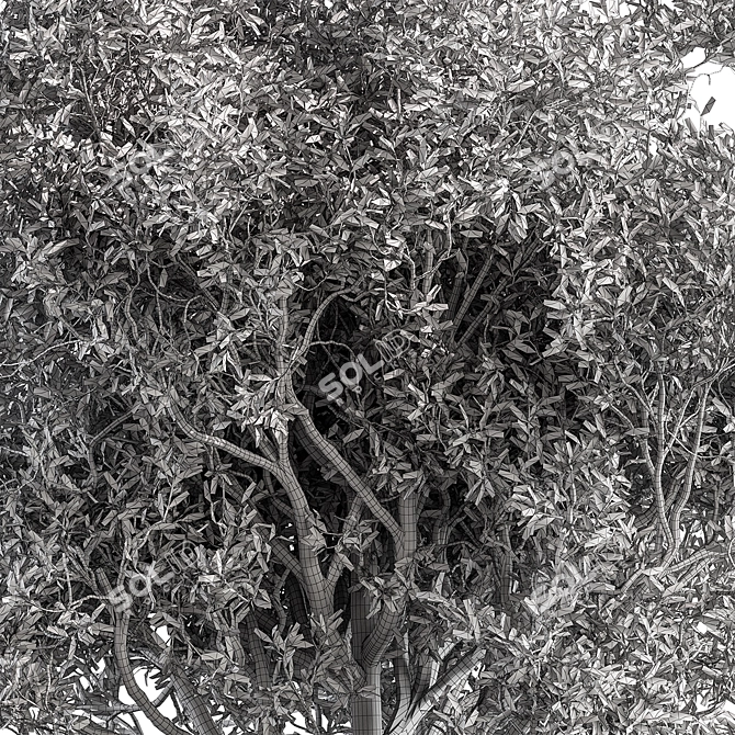 California Bay Bush Set 120 3D model image 2