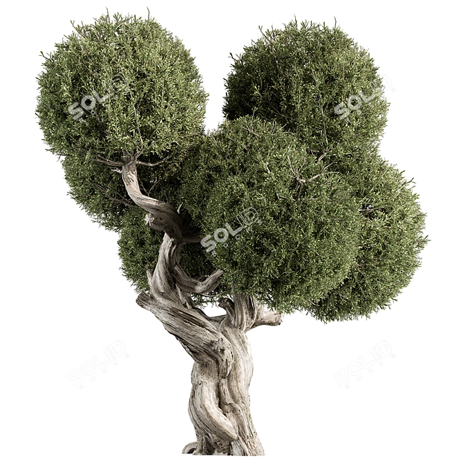 Cryptomeria Topiary Tree Set 200 3D model image 1