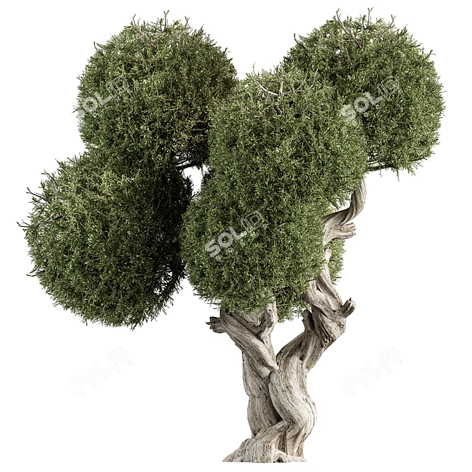 Cryptomeria Topiary Tree Set 200 3D model image 2