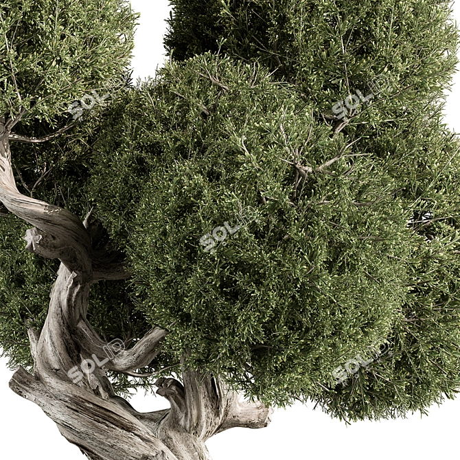 Cryptomeria Topiary Tree Set 200 3D model image 3