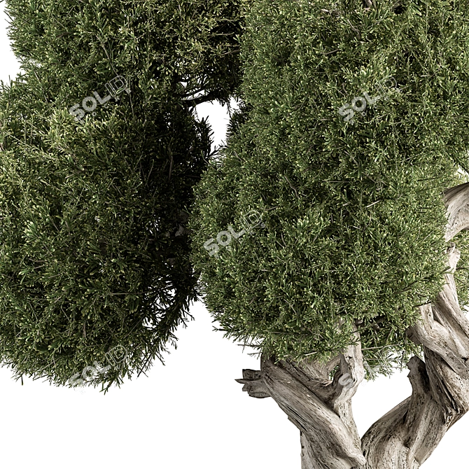 Cryptomeria Topiary Tree Set 200 3D model image 4