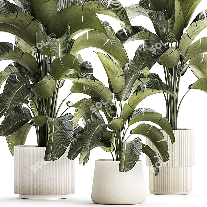 Tropical Plant Collection in Concrete Vase 3D model image 3