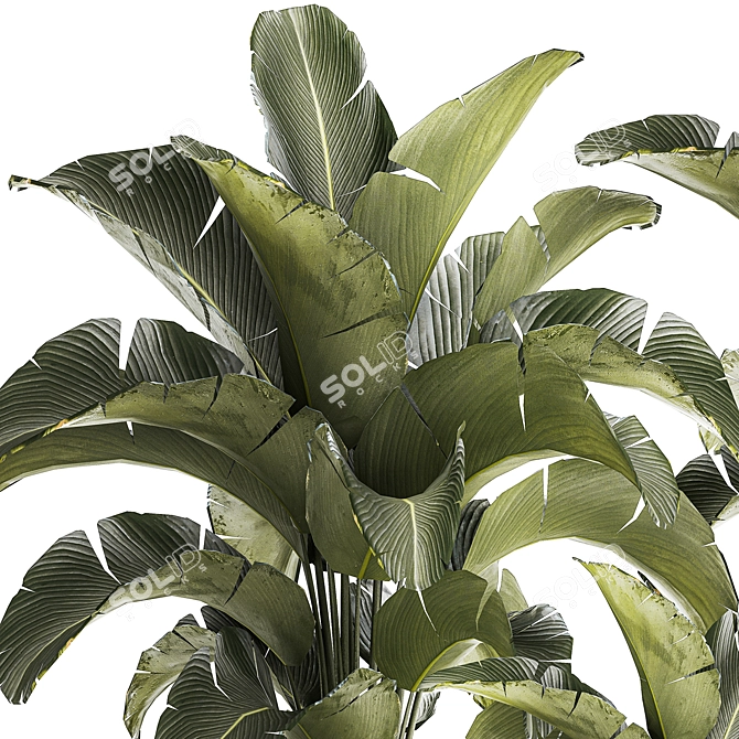 Tropical Plant Collection in Concrete Vase 3D model image 4