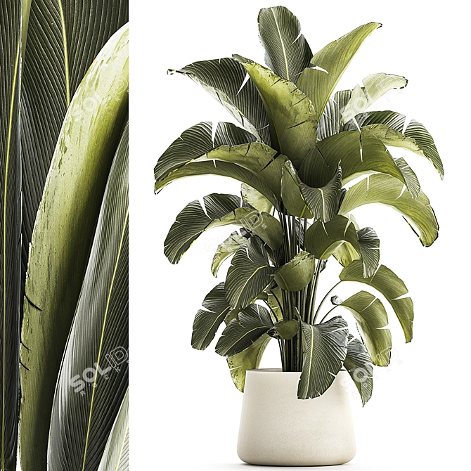 Tropical Plant Collection in Concrete Pot 3D model image 1