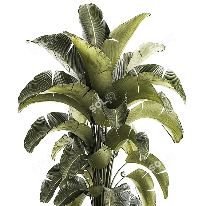 Tropical Plant Collection in Concrete Pot 3D model image 2