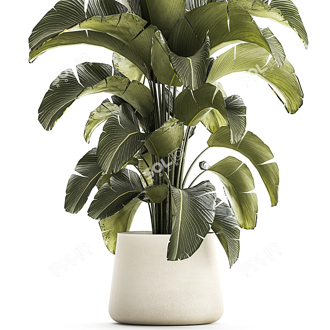 Tropical Plant Collection in Concrete Pot 3D model image 3