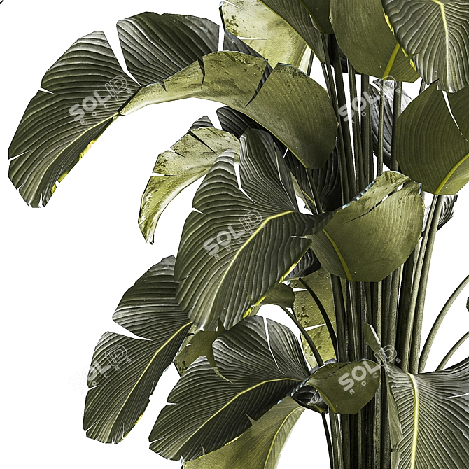 Tropical Plant Collection in Concrete Pot 3D model image 5