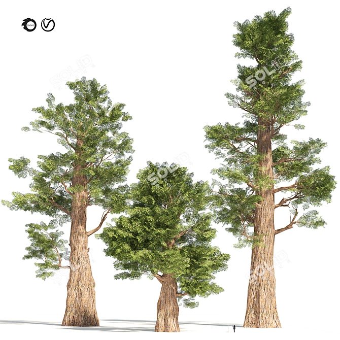 Giant Redwood Tree Collection 3D model image 1