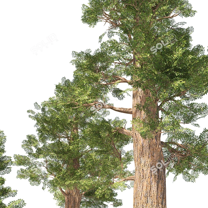 Giant Redwood Tree Collection 3D model image 2