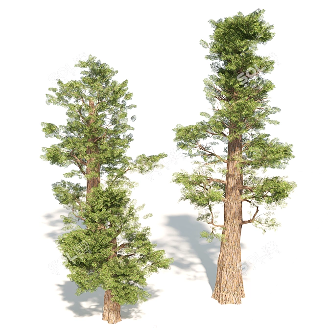 Giant Redwood Tree Collection 3D model image 3