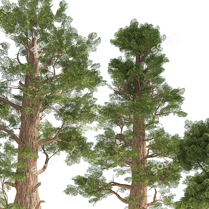 Giant Redwood Tree Collection 3D model image 4