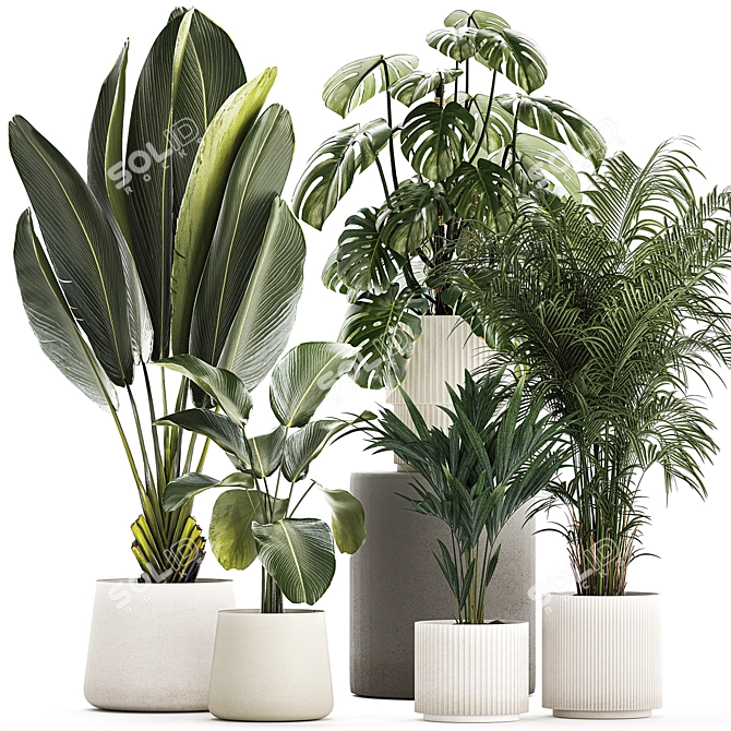 Tropical Plant Set in Concrete Vase and Pot 3D model image 1