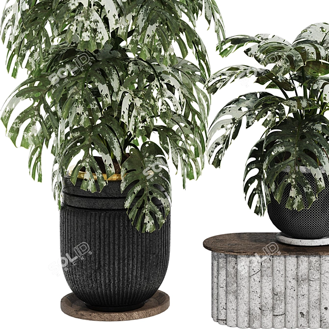 Tropical Monstera Plant Set 180 3D model image 5