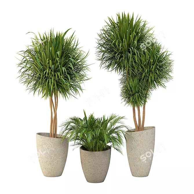 Elegant Dracaena Marginata Plant Set 3D model image 1