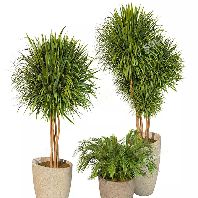 Elegant Dracaena Marginata Plant Set 3D model image 2