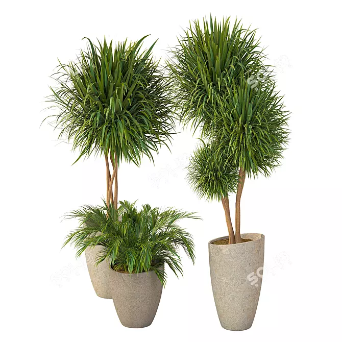 Elegant Dracaena Marginata Plant Set 3D model image 3