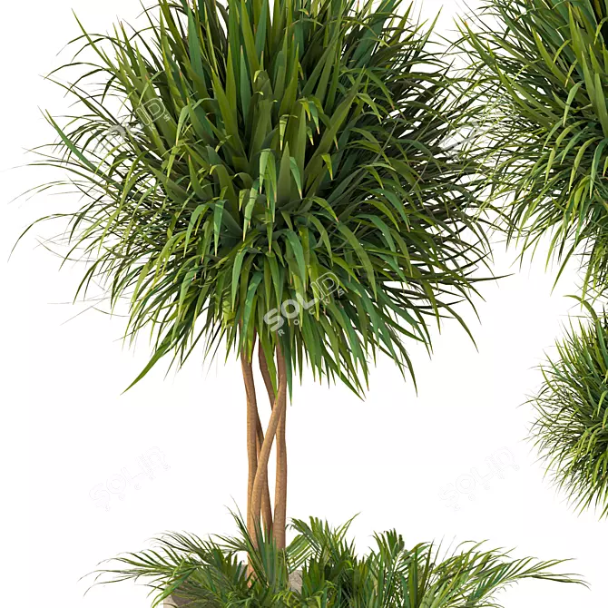 Elegant Dracaena Marginata Plant Set 3D model image 4