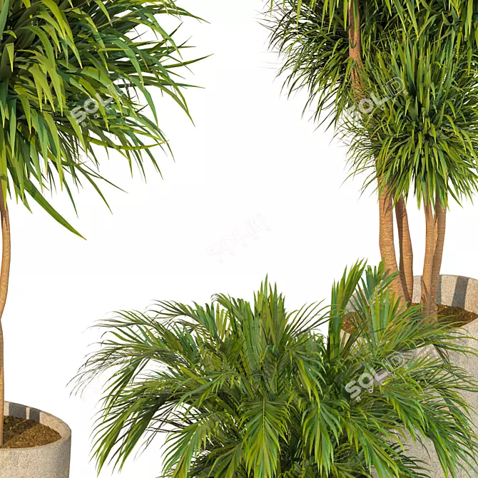 Elegant Dracaena Marginata Plant Set 3D model image 6