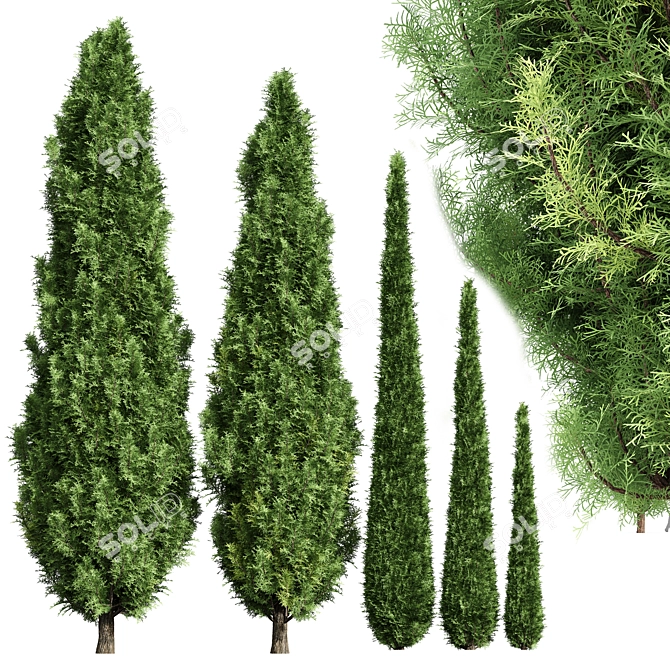 Variety of 3D Cypress Trees 3D model image 1