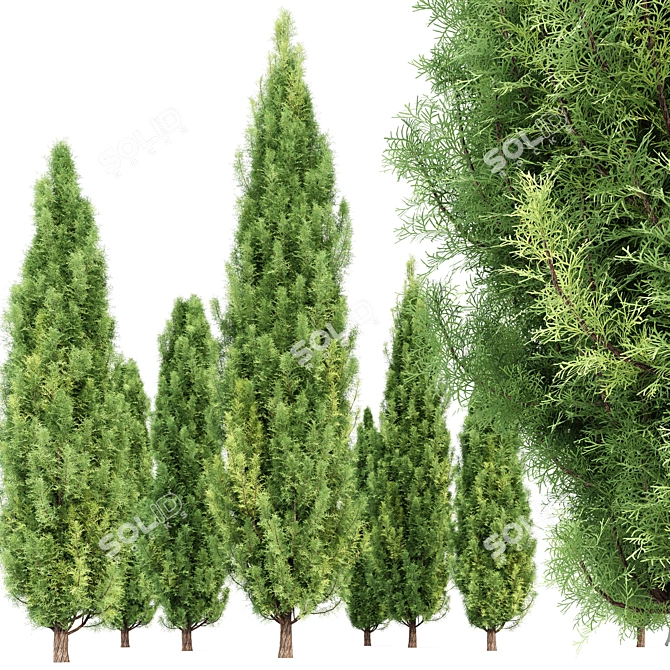 Variety of 3D Cypress Trees 3D model image 2