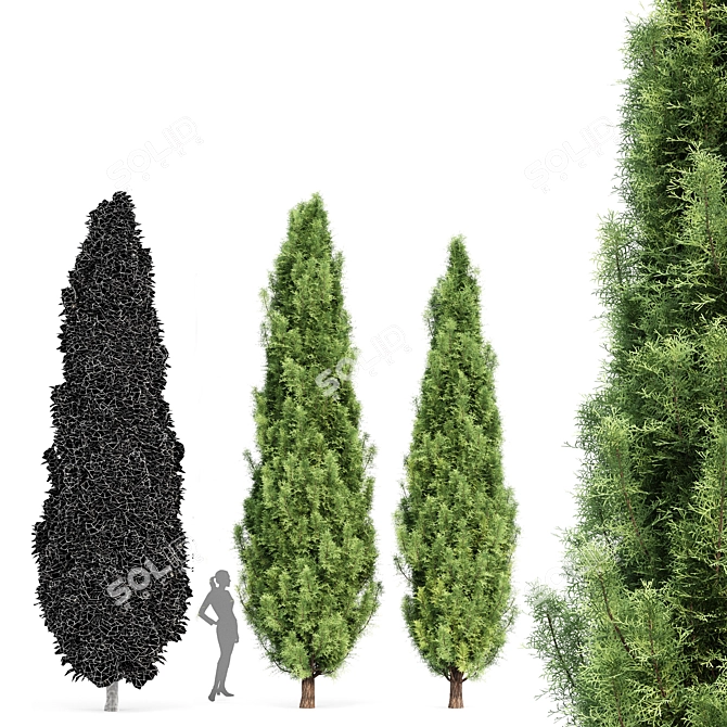 Variety of 3D Cypress Trees 3D model image 3