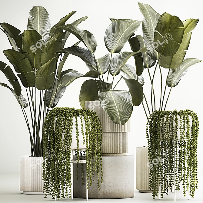 Tropical Plant Decor Set: Strelitzia, Calathea Lutea, Succulents 3D model image 1