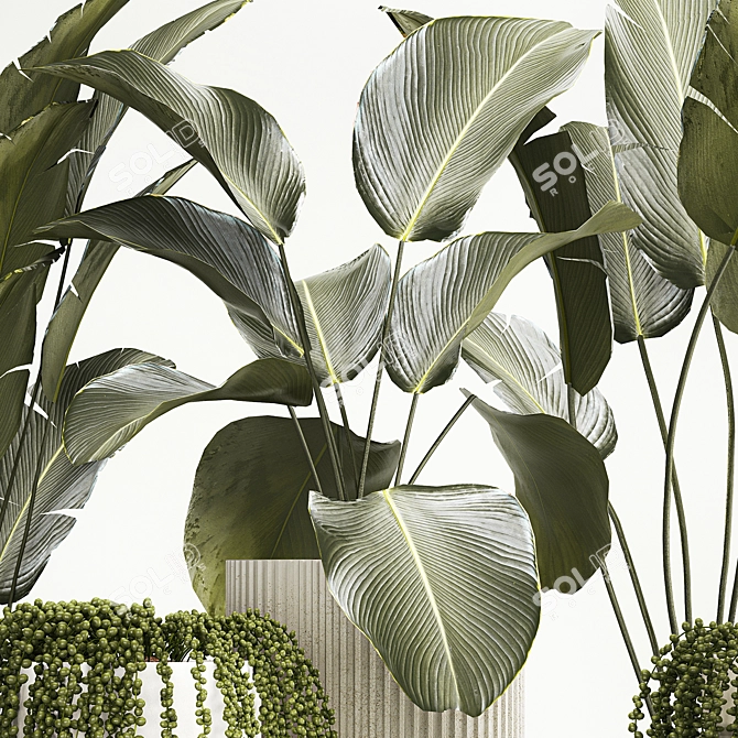 Tropical Plant Decor Set: Strelitzia, Calathea Lutea, Succulents 3D model image 5