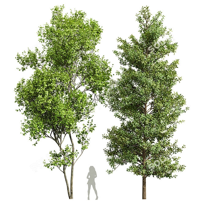 Dual Real Tree 3D Models 3D model image 1