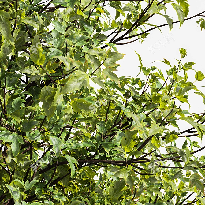 Dual Real Tree 3D Models 3D model image 2